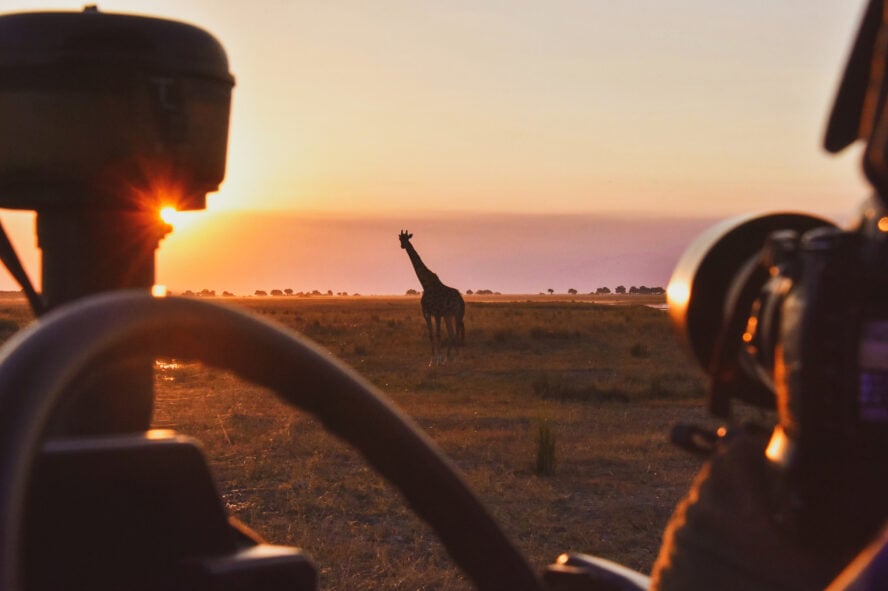 A giraffe viewed from a responsible distance while on safari in Botswana's Chobe National Park