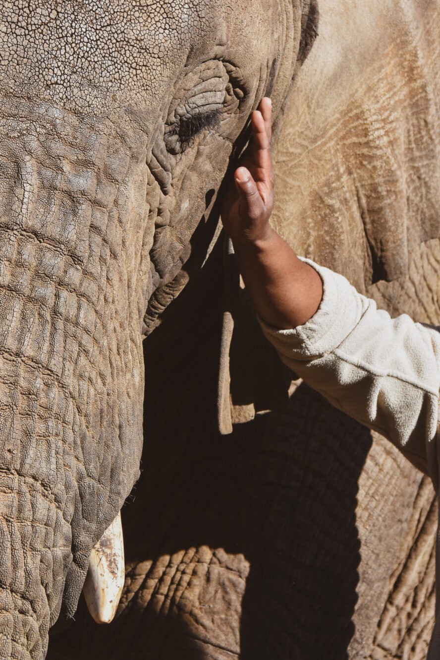 Elephant riding and petting at a supposed sanctuary in South Africa's Eastern Cape