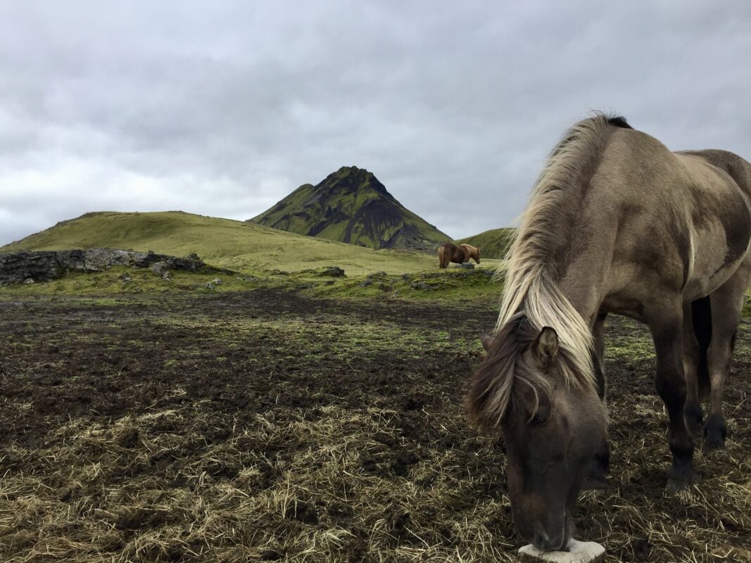 The horse in Iceland