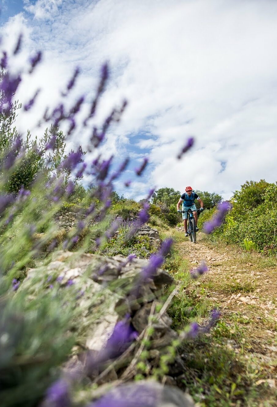 Mountain biking along the trails takes you through lavender fields