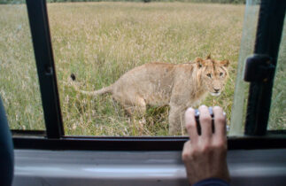 A male lion looks hesitantly at our encroaching safari vehicle in Kenya’s Masai Mara.