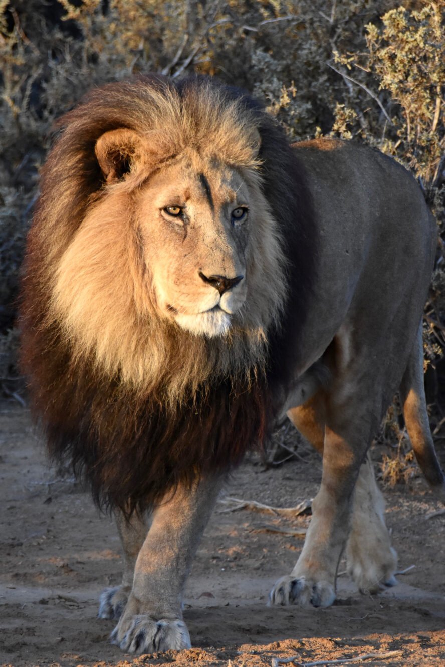 Male lion rescued from a canned lion hunting facility, now at the Inverdoorn Game Reserve