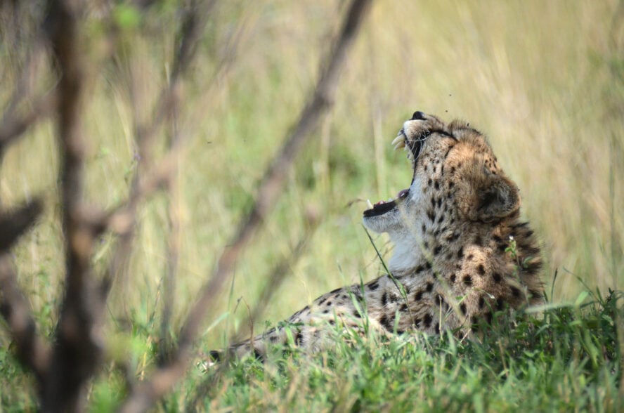 Observing a juvenile cheetah in Kenya's Masai Mara on a budget safari tour