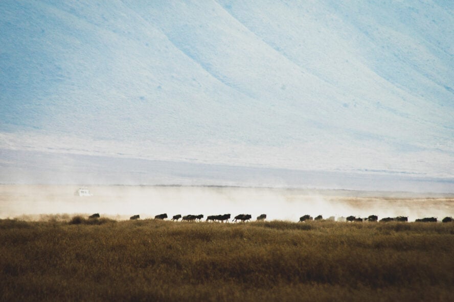 A herd of wildebeest running past our safari vehicles in Tanzania’s Ngorongoro Crater