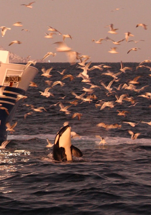 You'll encounter a diverse wildlife at Lyngen Peninsula including the whale, including whales, orcas, birds, and much more.