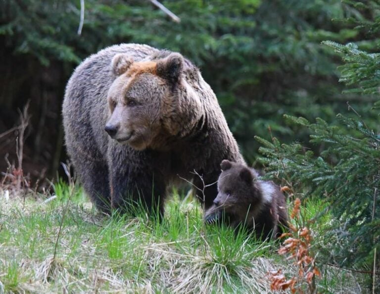 In Croatia, you can find bears mostly in Gorski Kotar.