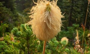 The American pasqueflower is a very close relative to the provincial flower of Manitoba, Canada.