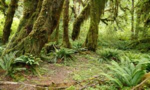 The Olympic National Park is home to western red cedar, Sitka spruce, Douglas fir, bigleaf maple, and western hemlock trees.