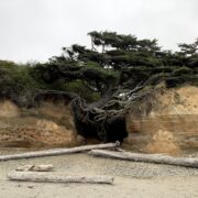 One of the state’s natural wonders, the Tree of Life of located on the Pacific Coast shore, in the Olympic National Park