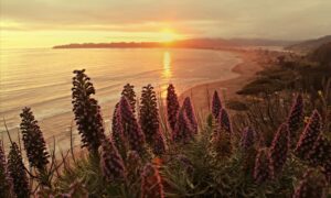 The Dipsea Trail located in Tamalpais State Park travels from coastal bluffs to lush woodlands.