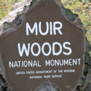 The redwoods found in Muir Woods are examples of species Sequoia sempervirens.