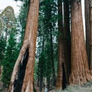 Kings Canyon National Park is an idyllic backpacking destination among granite cliffs and Sequoia and pine forest.