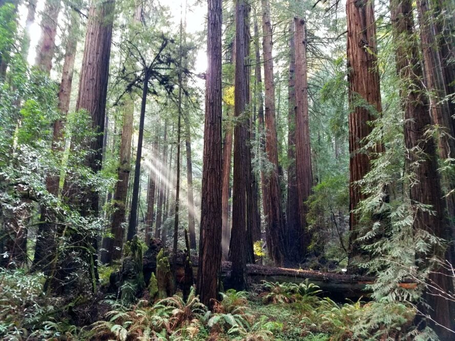 The Muir Woods National Monument protects one of the last remaining redwood forests.