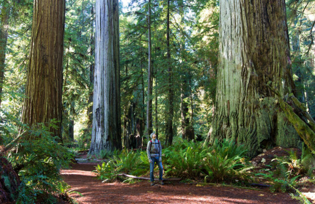 Northern California trails cross through many different landscapes including lush forests, glaciated canyons, and glaciated peaks.