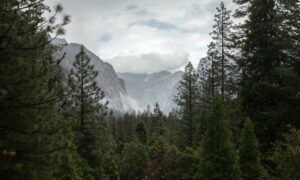 The Paradise Valley Trail begins on a sandy path that transitions to a lush forest floor.