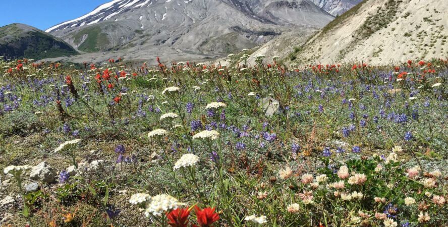 When Mount St. Helens erupted in 1980, the earthquake measured 5.1 on the Richter scale.