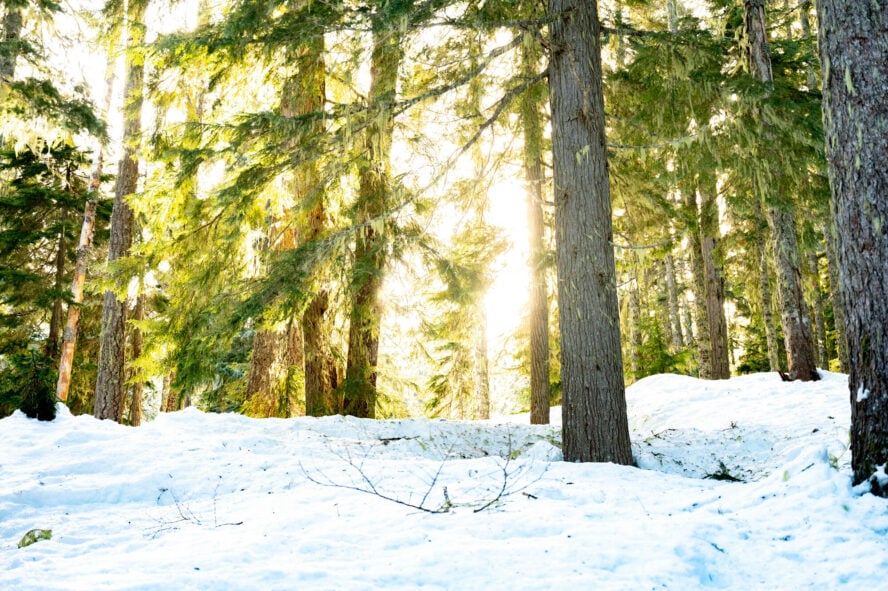  Snow hiking often necessitates the use of extra gear, like snowshoes and trekking poles. 