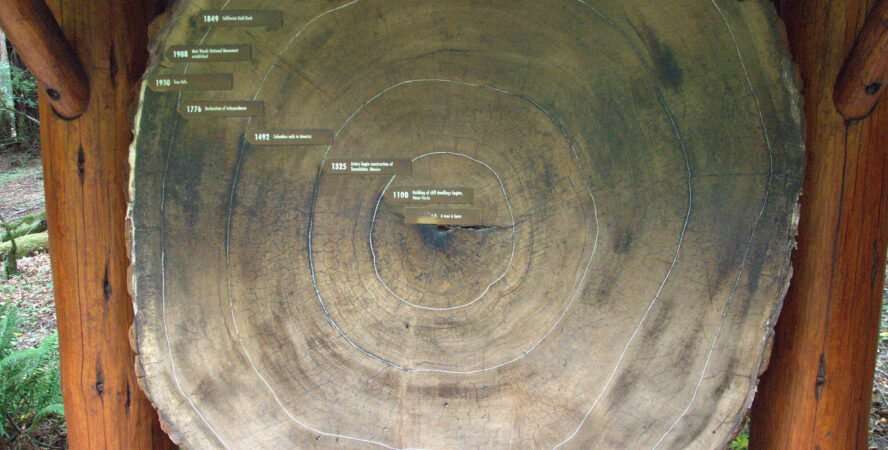 This old growth forest is full of redwoods, related to the giant sequoia of the Sierra Nevada.