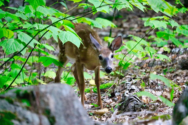 A fawn hiding behind some leaves in Acadia National Park