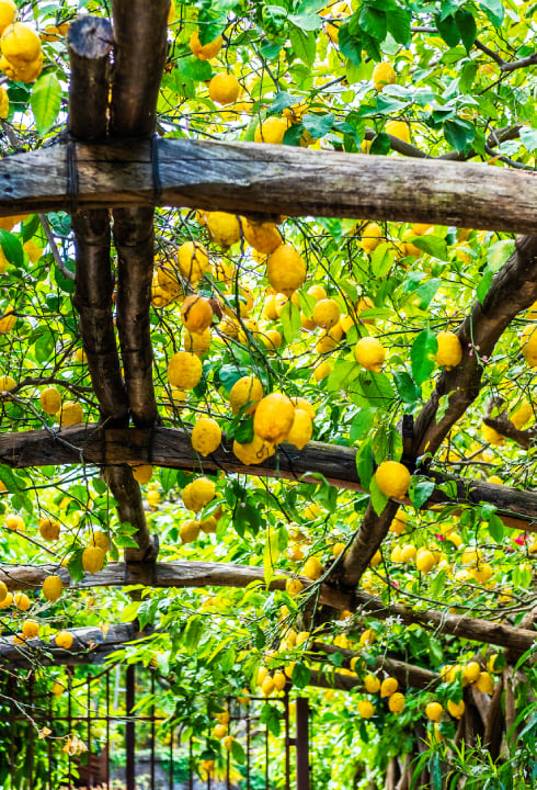 Southern Italy is renowned for its limoncello liqueur, made from lemons grown in opulent terraced gardens along the shoreline. 