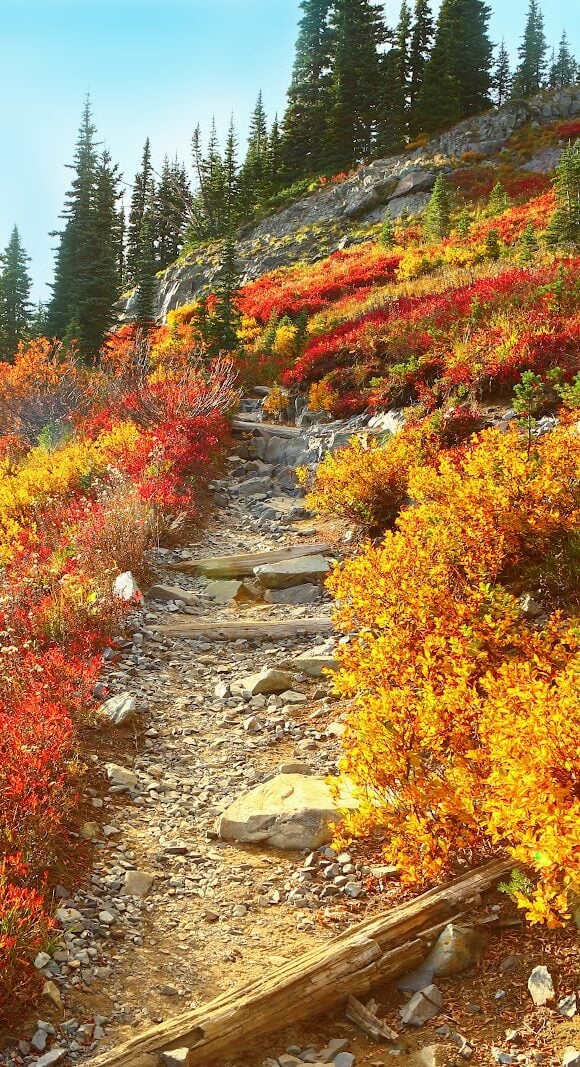 Mount Rainier national park, Washington