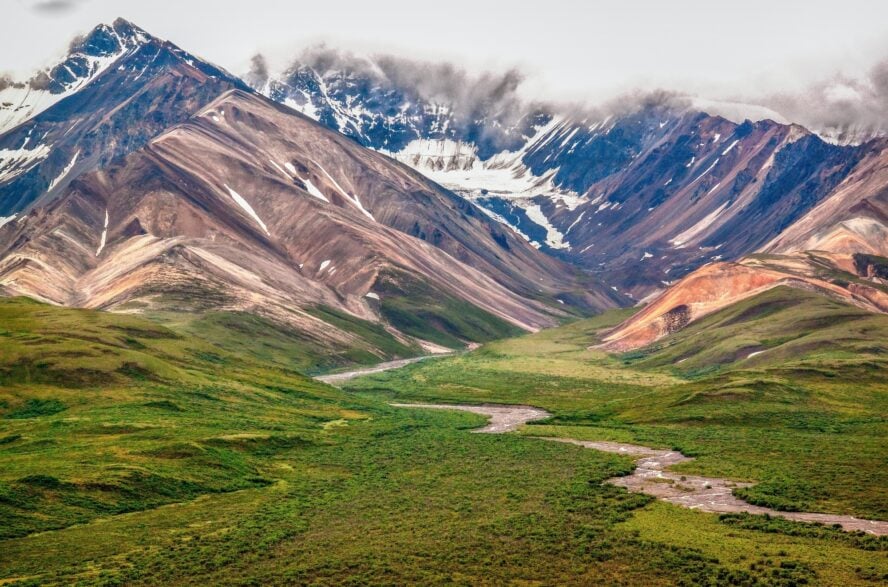 A lush landscape in Denali National Park