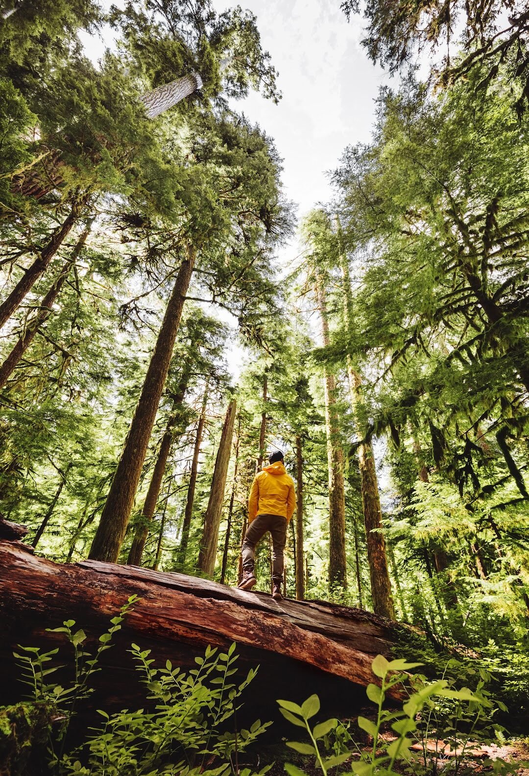 A man standing in the forest of Olympic National Park