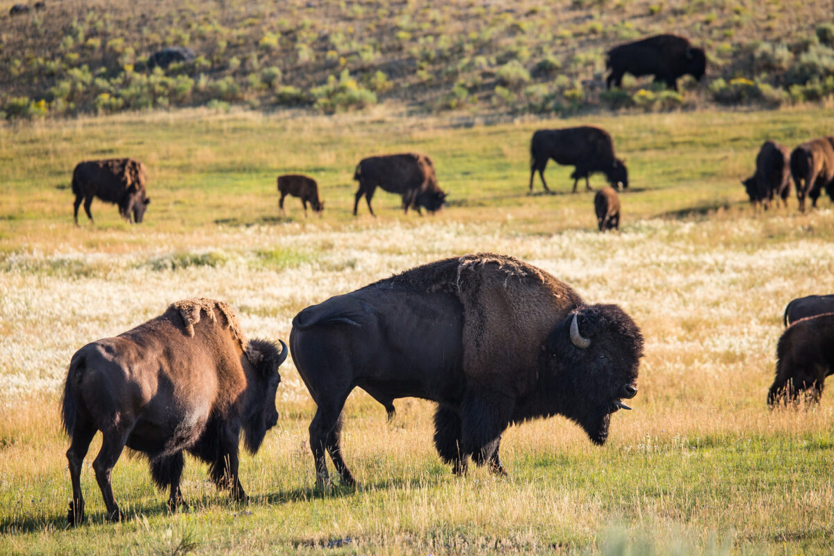 A herd of bison grazing in Lamar Valley, Yellowstone