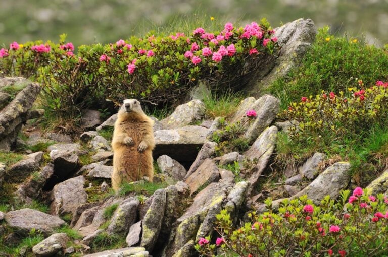 Marmots in Washington nature and pink flowers and rocks around it