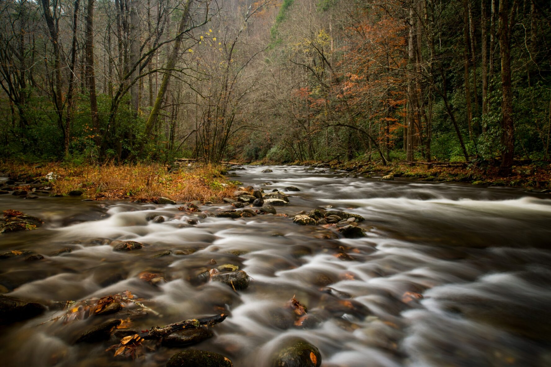 A stream in the Smoky Mountains