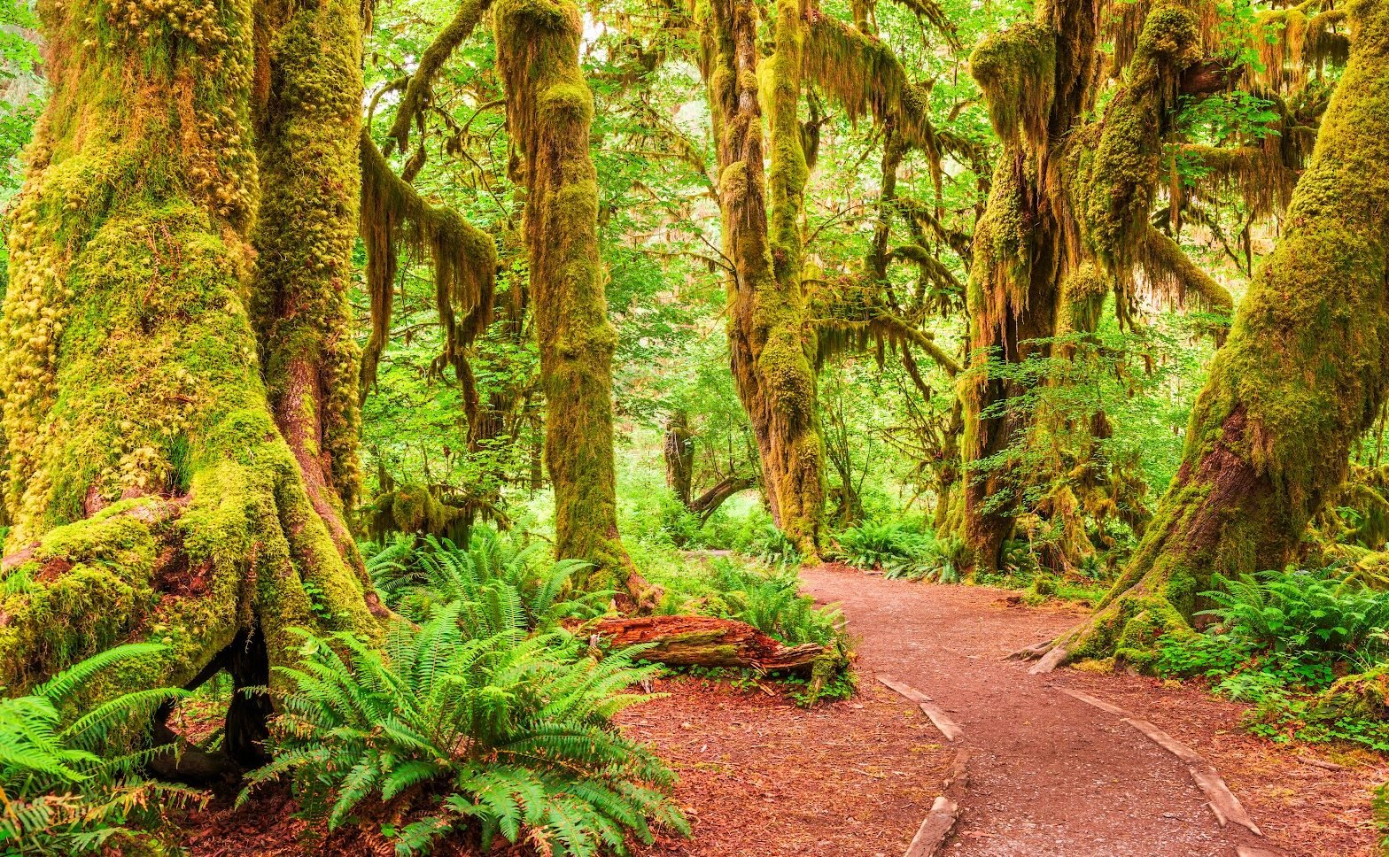 Hoh Rain Forest