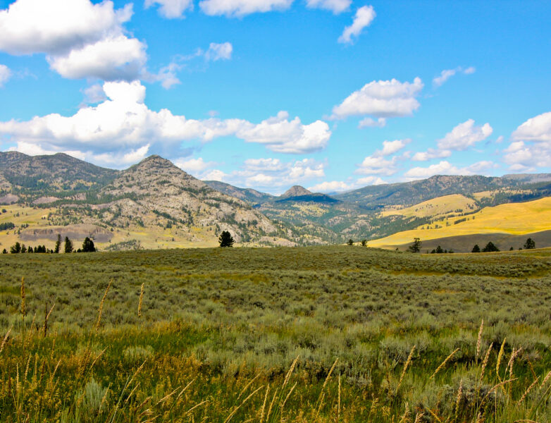 Guided Hiking in Tower-Roosevelt, Yellowstone | 57hours