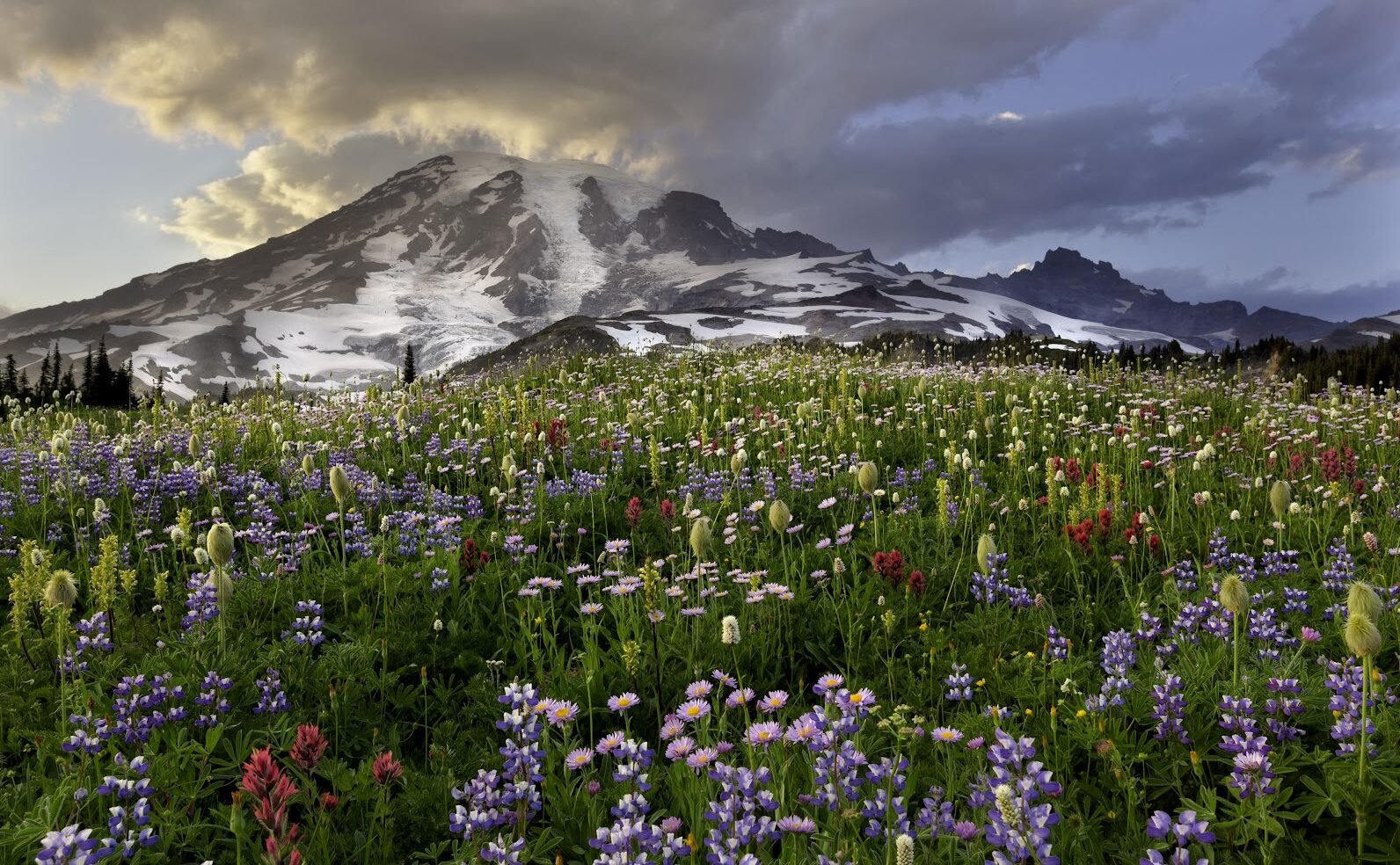 An incredible sunset in the Paradise meadows of Mount Rainier National Park, Washington State.