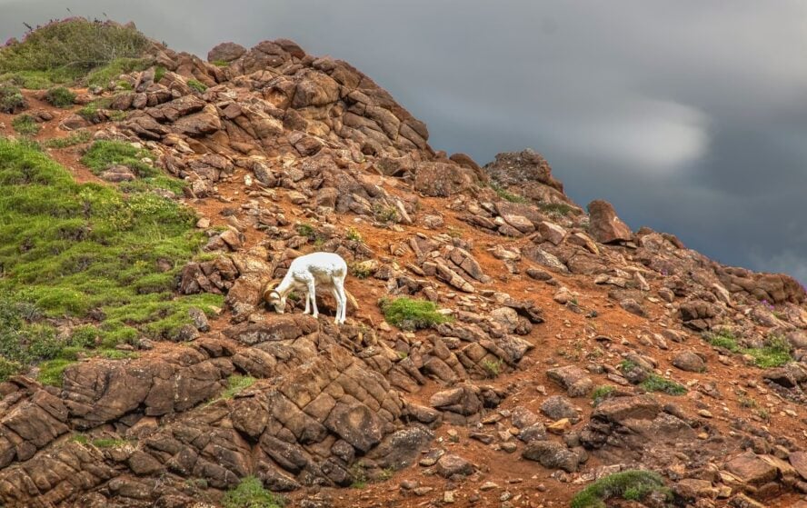 Wildlife on a backpacking trip in Alaska