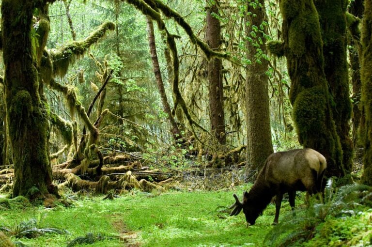 Widlife watching in the Hoh Rainforest