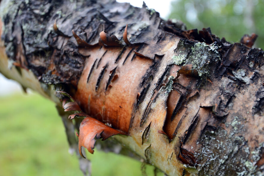 Birch bark is vital for starting fires in the humid airs of Lapland