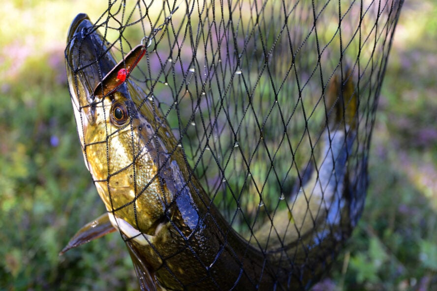 We often enjoyed freshly caught fish, including pike and trout, directly from the river.