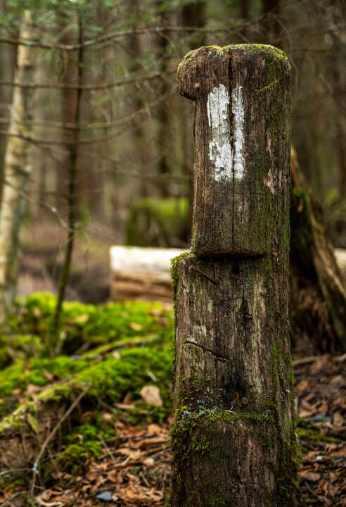 The Appalachian Trail goes through eight national forests, which consists of 47% of the trail.