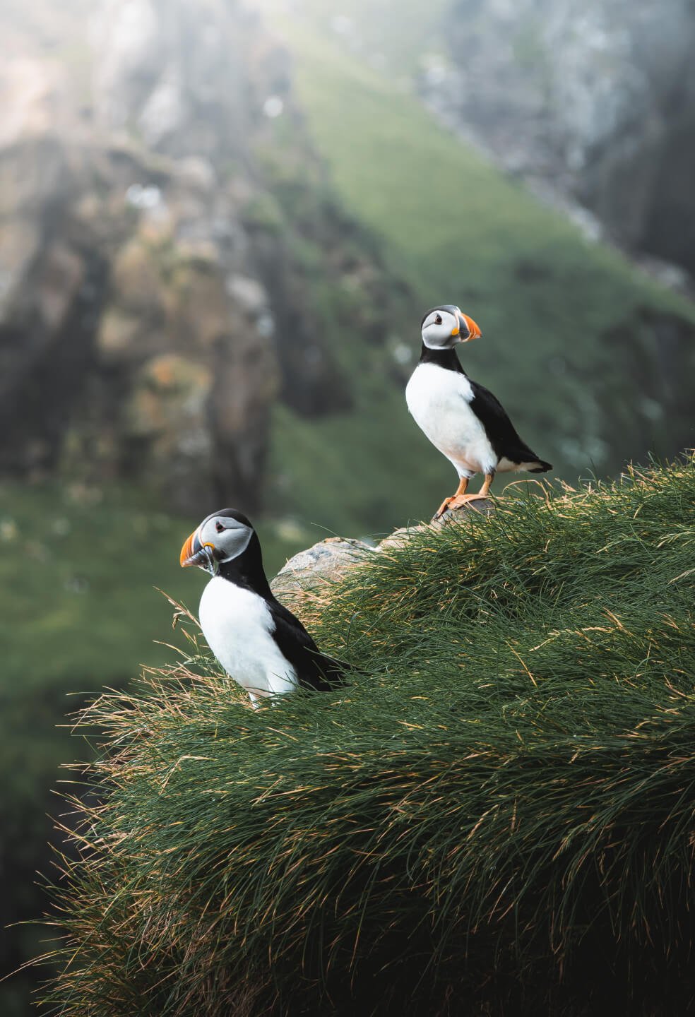 You can spot puffins on the Faroe Islands from April to September.