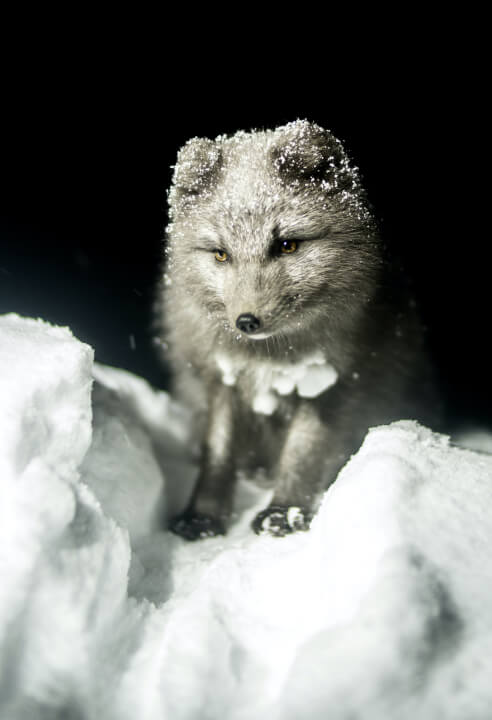 A cute arctic fox seeking refuge in Iceland’s winter wilderness.