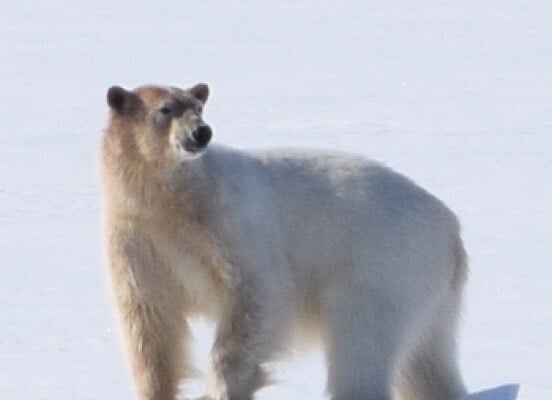 Polar bears are kings of Svalbard, as their population exceeds the number of human inhabitants on the archipelago.