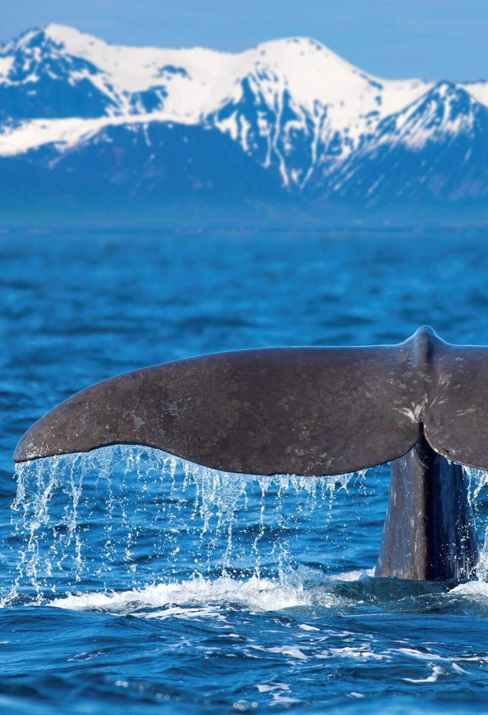 Spotting a killer whale while sailing around Svalbard is not uncommon, especially between May and early September.