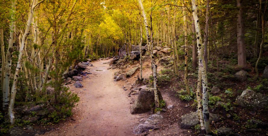 Aspen grove starting to turn for fall along the trail to Alberta Falls from Bear Lake in Rocky Mountain National Park, Colorado.