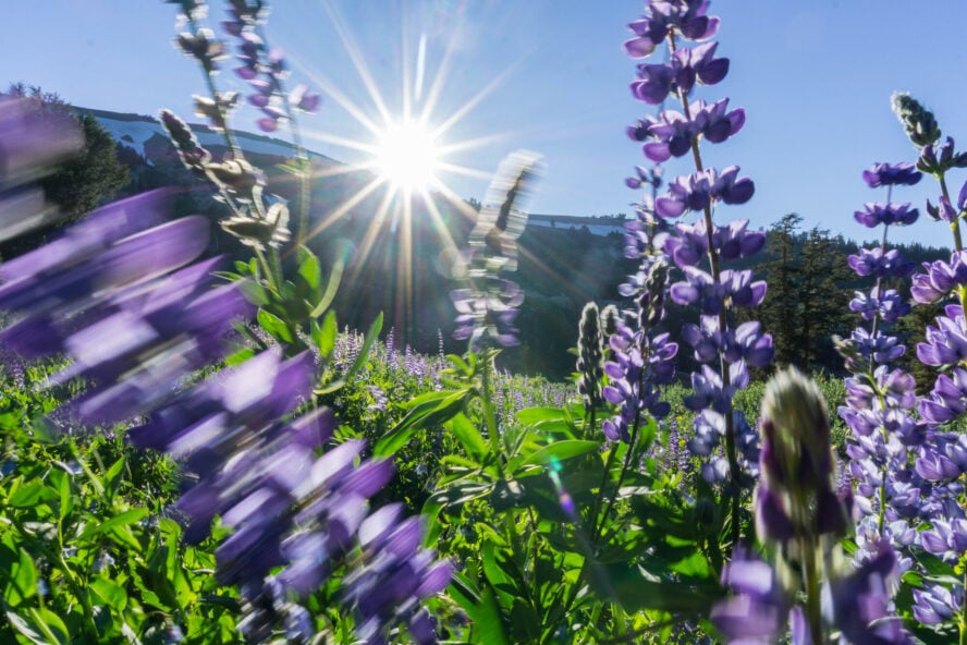 Lupine Meadow