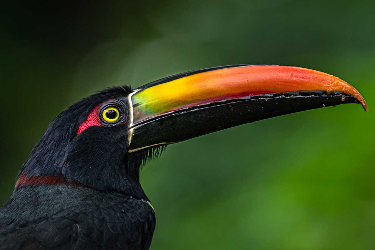 Tucans