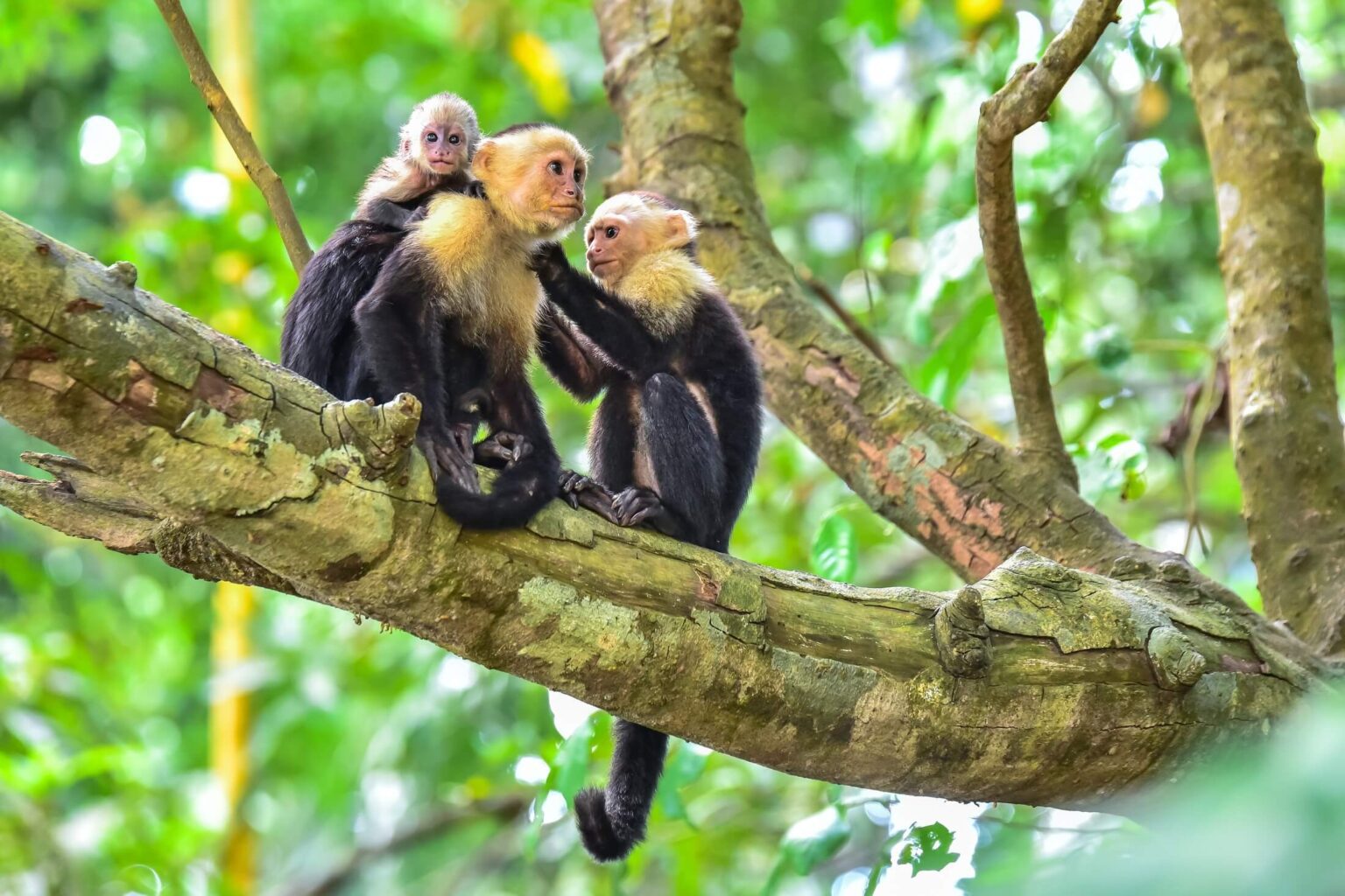 Capusin monkeys in Costa Rica