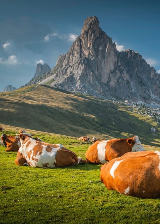 Cute cows chilling in the Dolomites