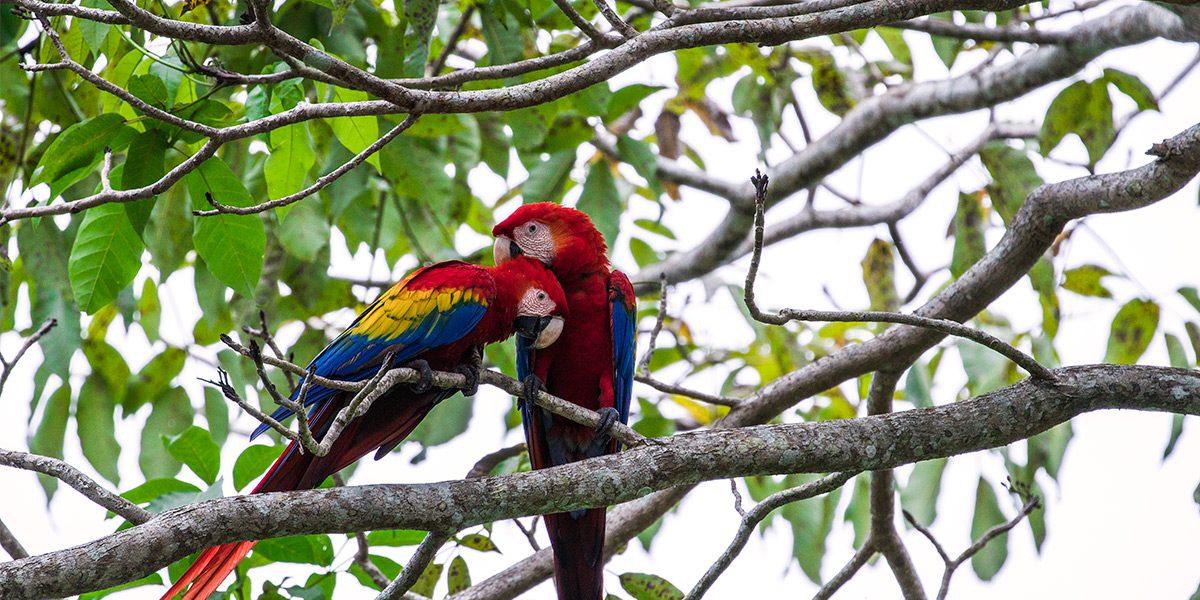 Parrots are a common sight in the park
