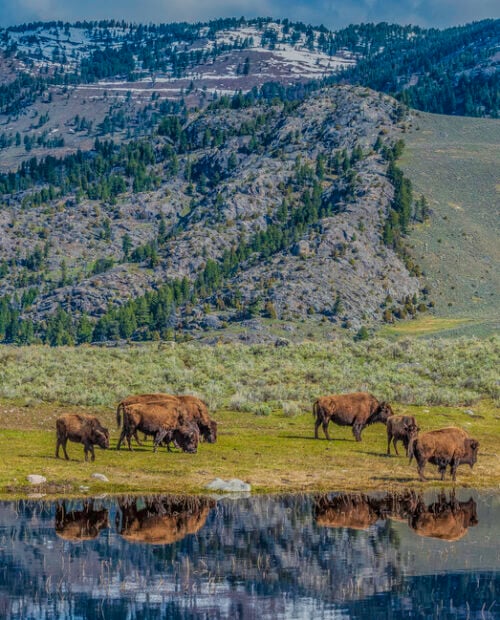 Hiking and Wildlife Watching in Yellowstone
