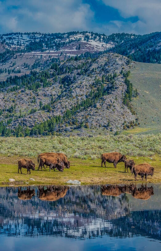 Hiking and Wildlife Watching in Yellowstone